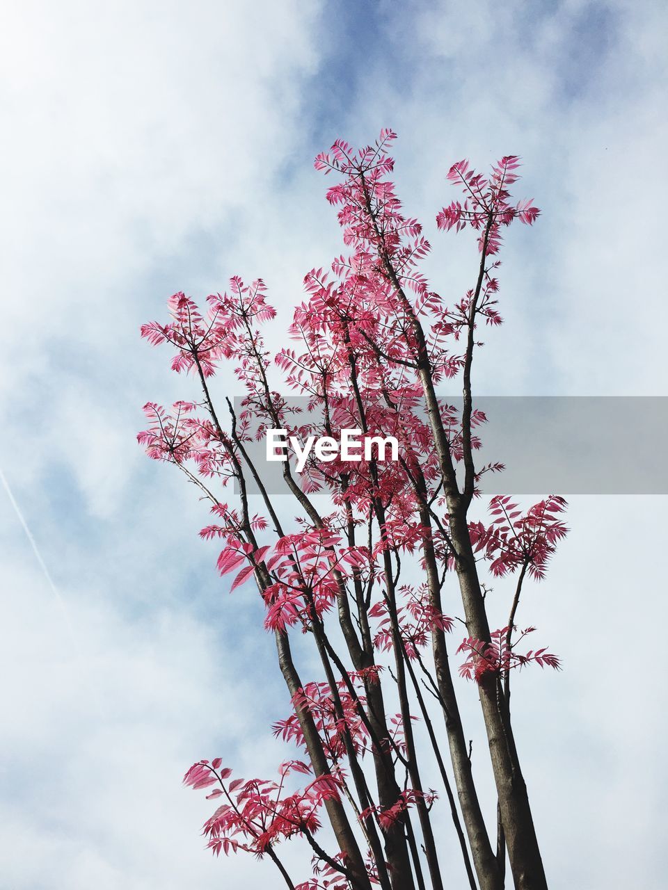 Low angle view of trees against cloudy sky