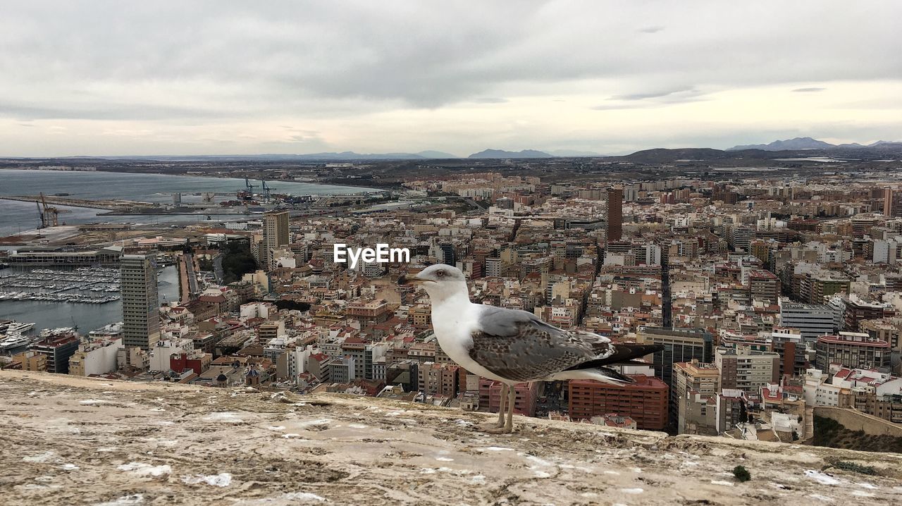 Seagull with buildings in city in background