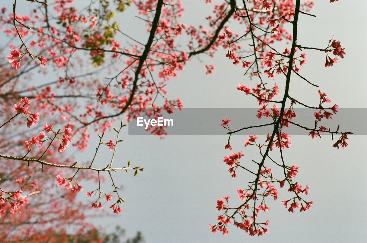 Low angle view of cherry blossoms against sky