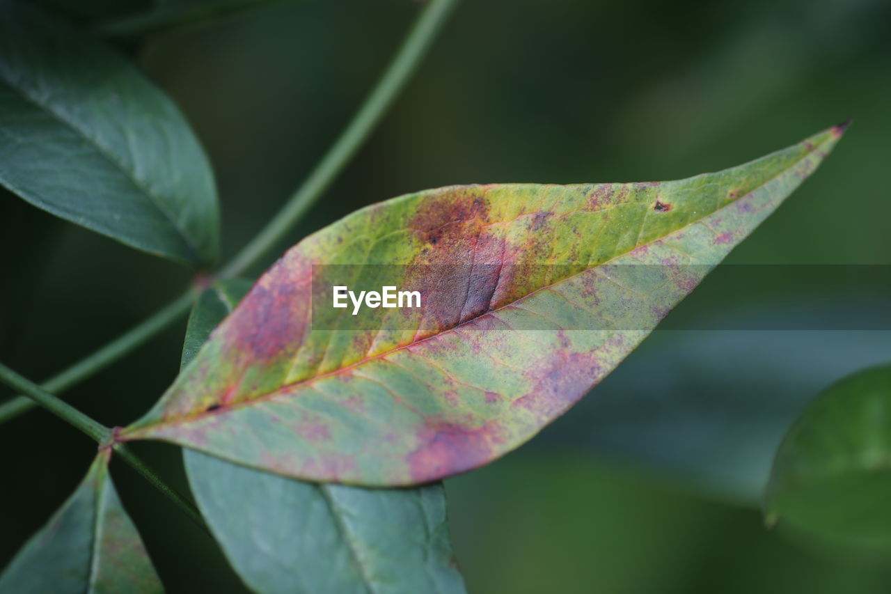 Close-up of maple leaf on plant during autumn