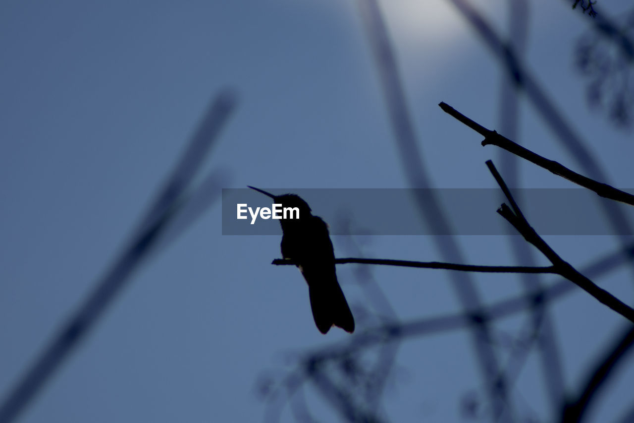 LOW ANGLE VIEW OF BIRD PERCHING ON POLE