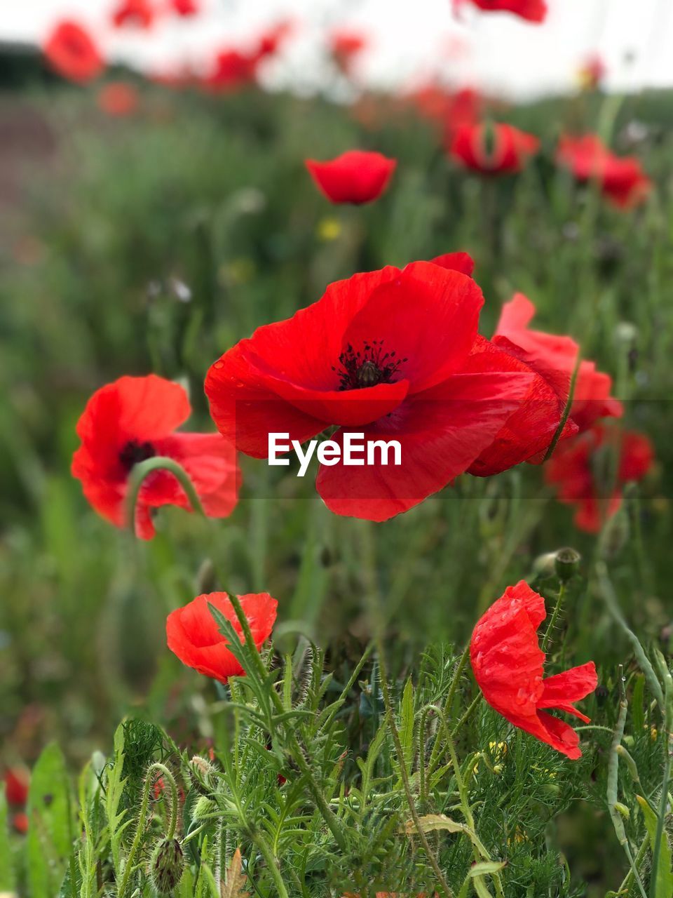 CLOSE-UP OF RED POPPY ON FIELD