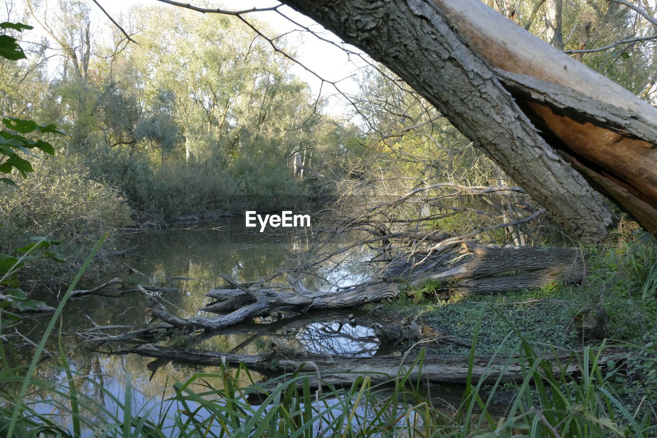 VIEW OF A LAKE