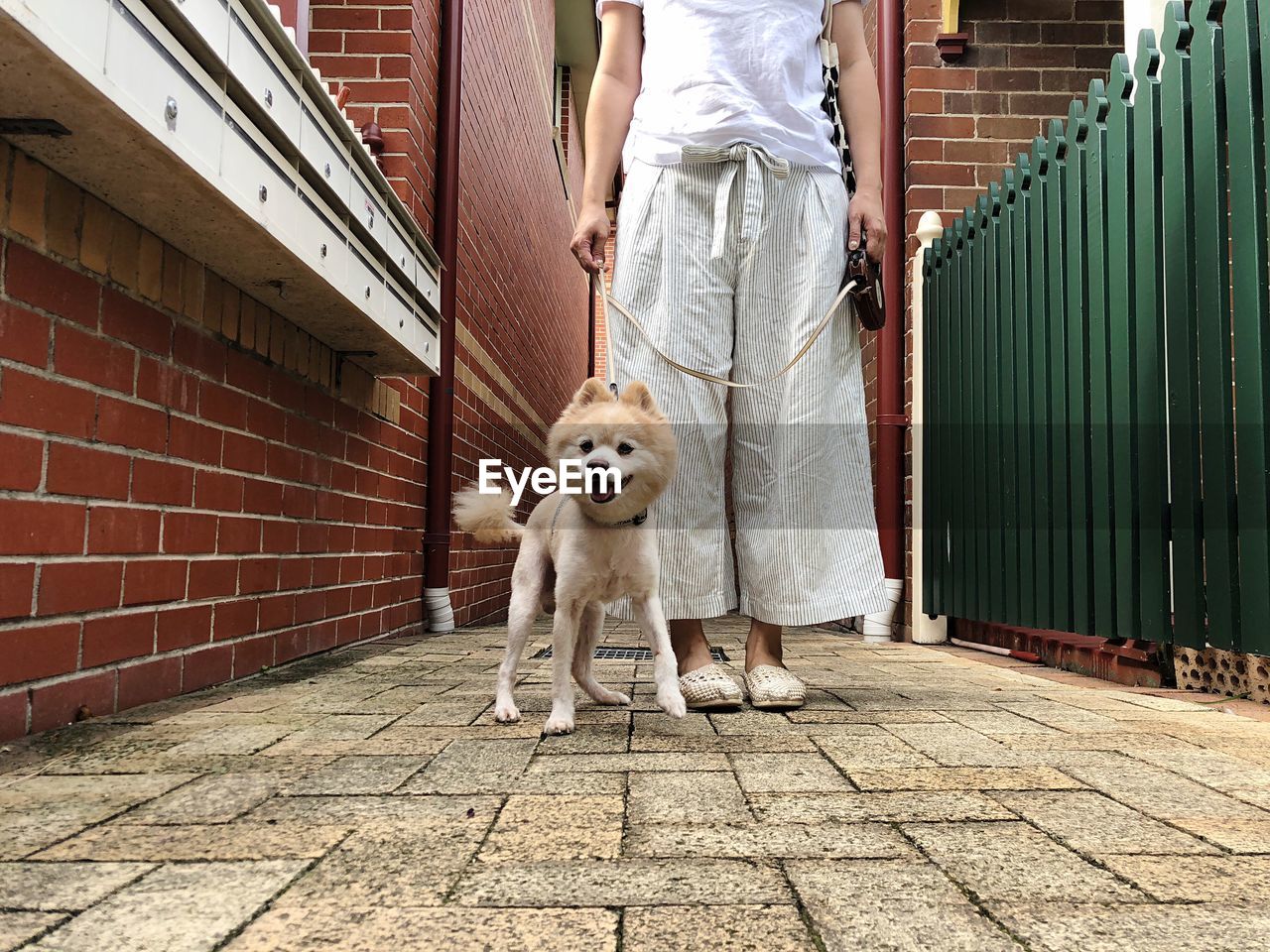 Low section of woman with dog standing on footpath