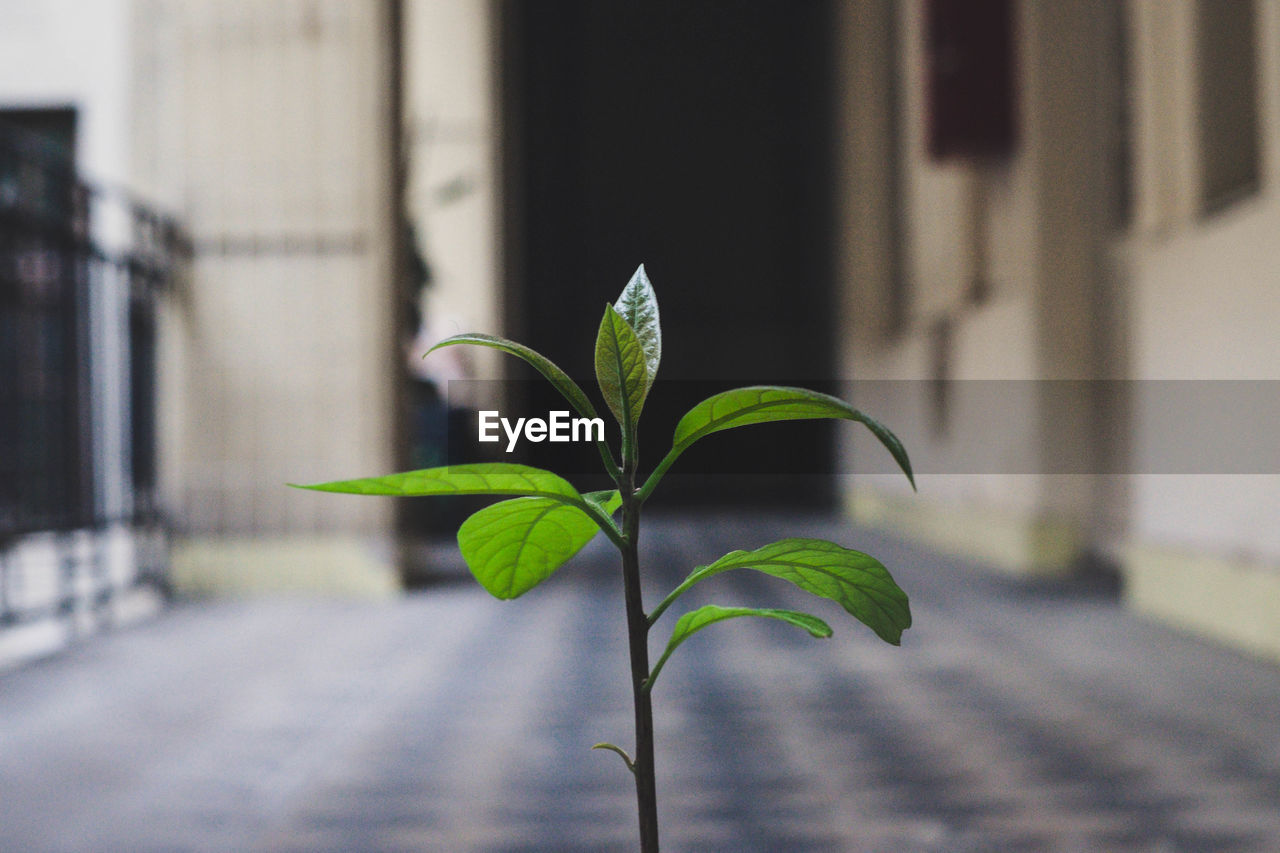 PLANT GROWING OUTDOORS