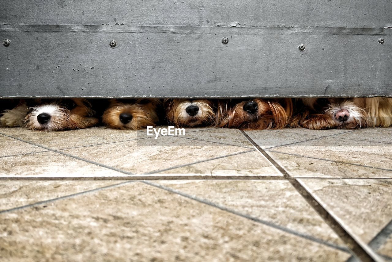 Portrait of dog spotting under the gate on tiled floor