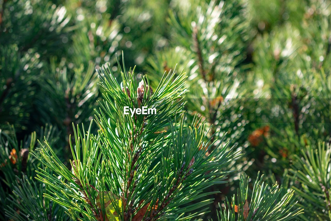 CLOSE-UP OF PINE TREE WITH PLANT