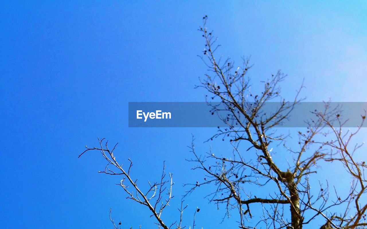 LOW ANGLE VIEW OF BARE TREES AGAINST CLEAR BLUE SKY