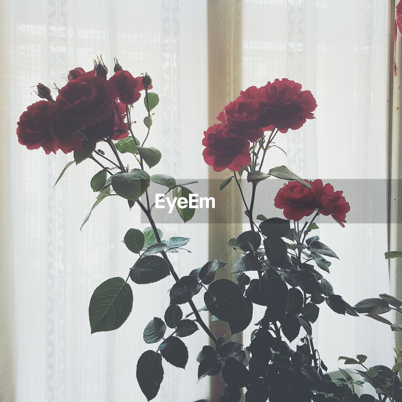 Close-up of flowers against curtain on window