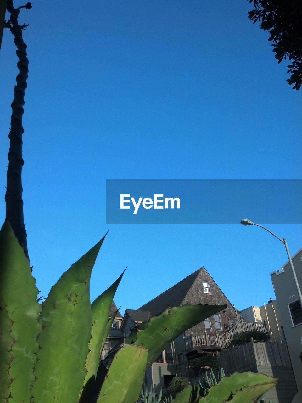 LOW ANGLE VIEW OF PLANTS AGAINST CLEAR BLUE SKY