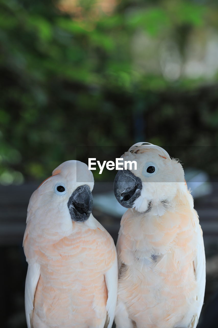 The white cockatoo or umbrella cackatoo