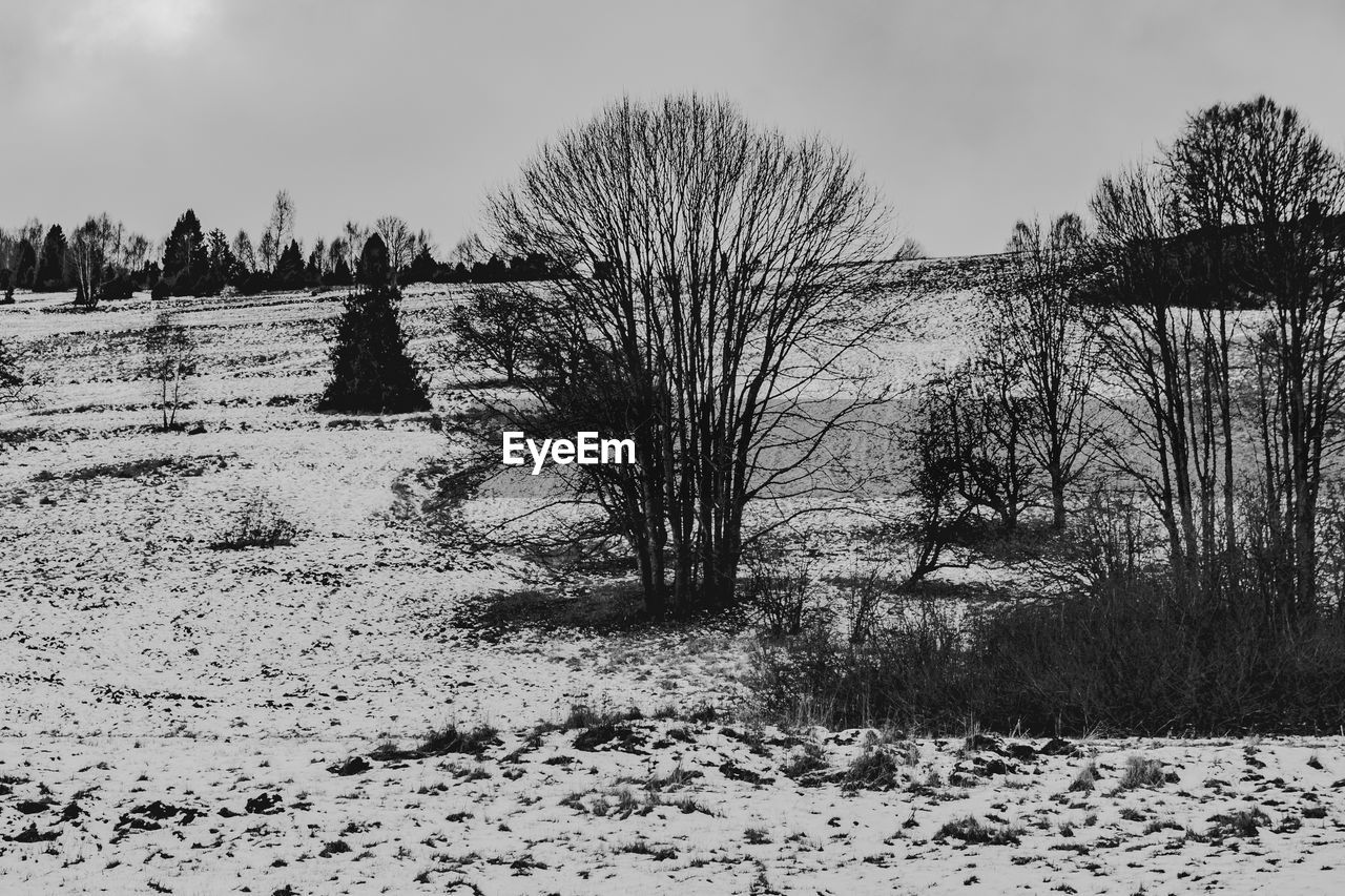 BARE TREES ON FIELD DURING WINTER