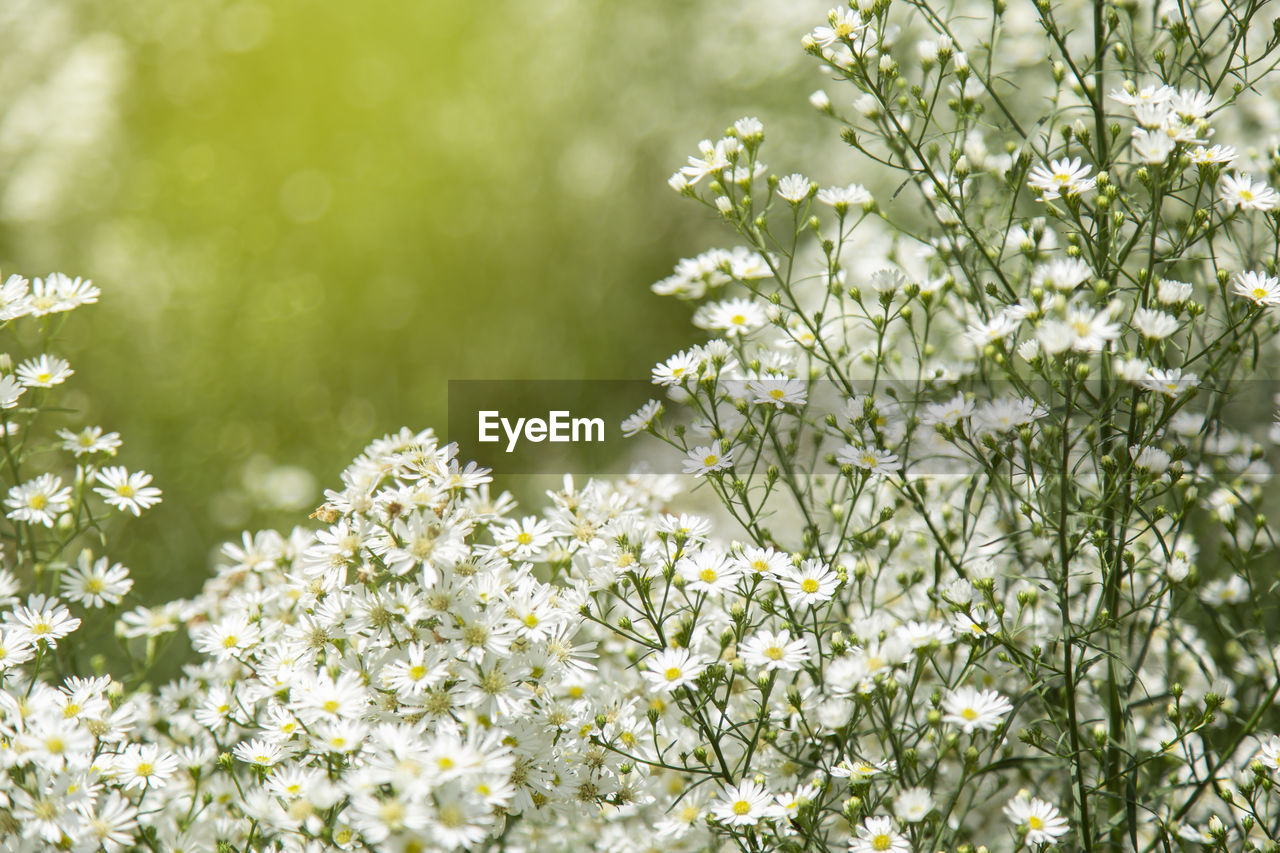 CLOSE-UP OF WHITE FLOWERING PLANT AGAINST CLOUDY SKY