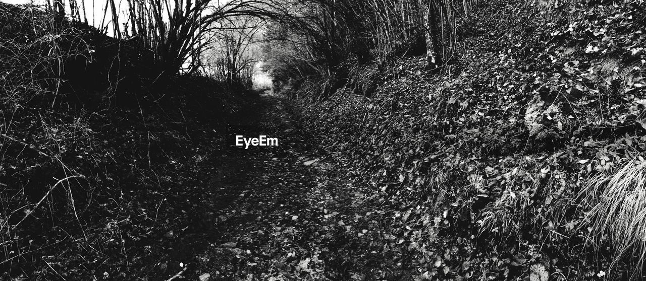 BARE TREES IN THE FOREST