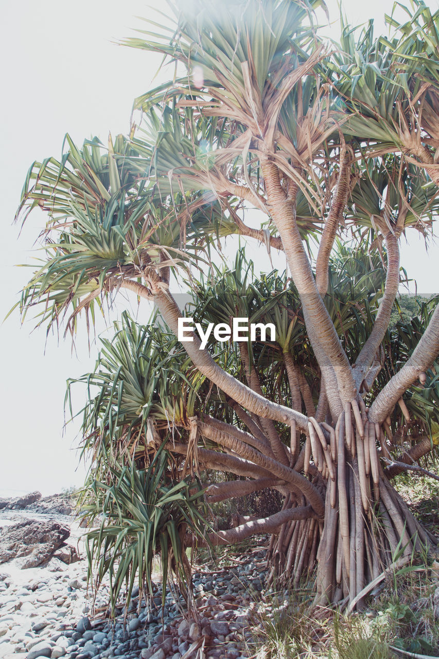 COCONUT PALM TREE AGAINST SKY