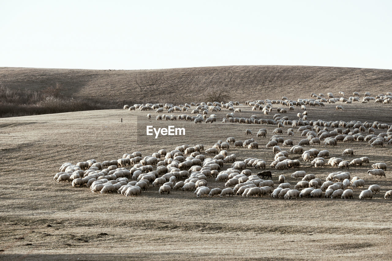 Flock of sheep