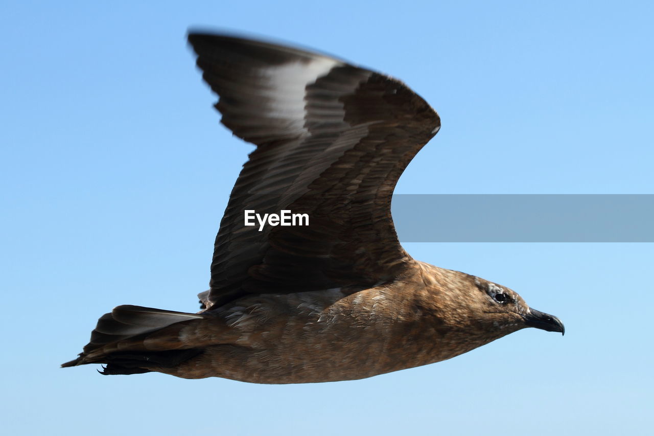 LOW ANGLE VIEW OF SEAGULL FLYING IN SKY