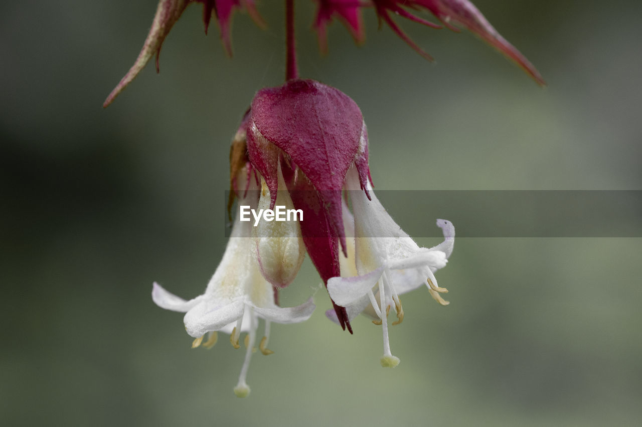 Colorsplash of flowers on a himalayan honeysuckle tree