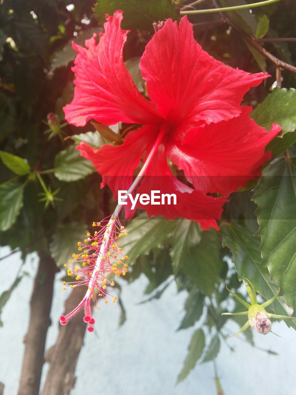 CLOSE-UP OF PINK FLOWERS BLOOMING