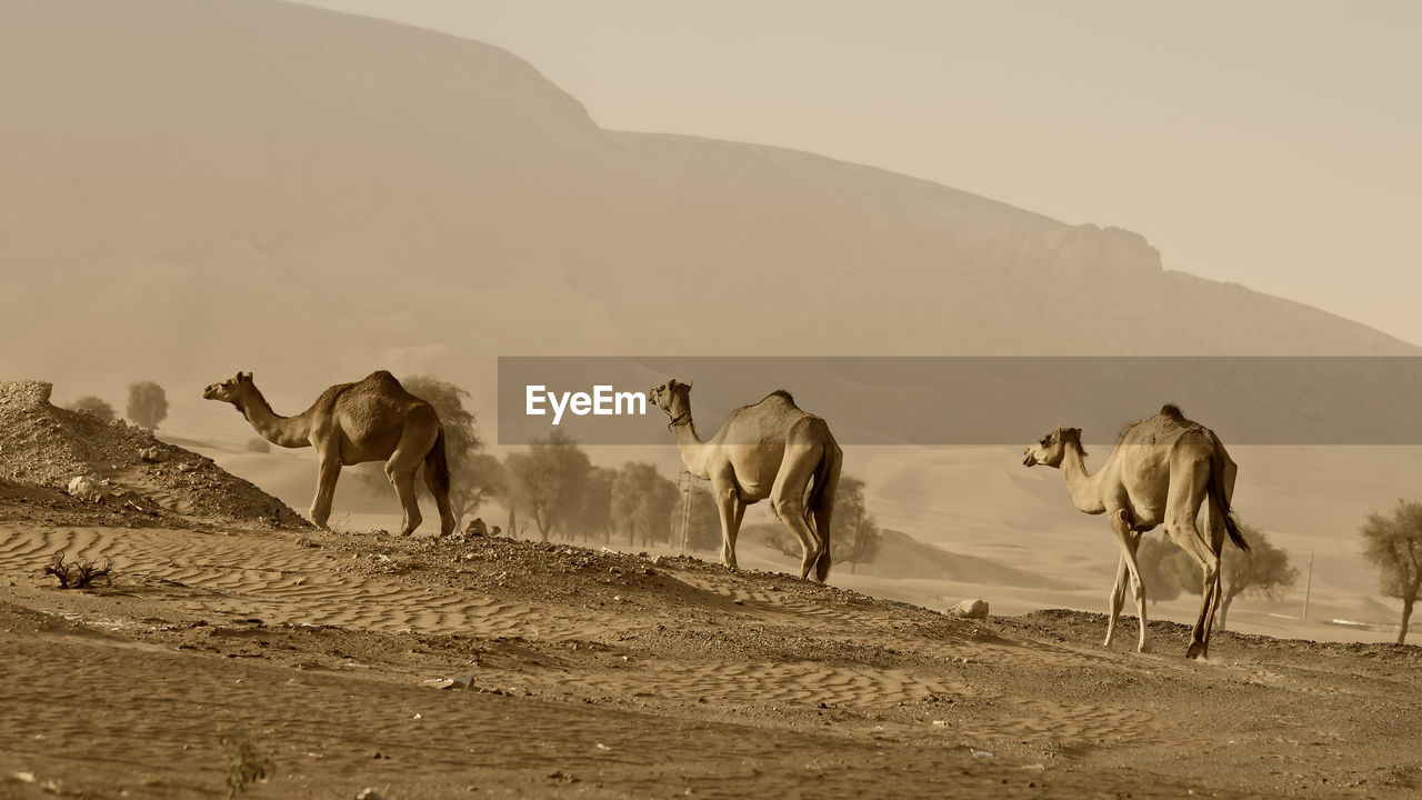 Camels walking on land against mountain