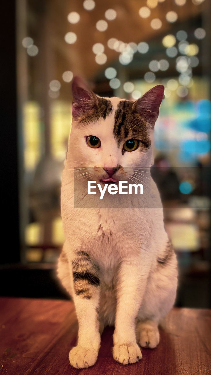 PORTRAIT OF CAT