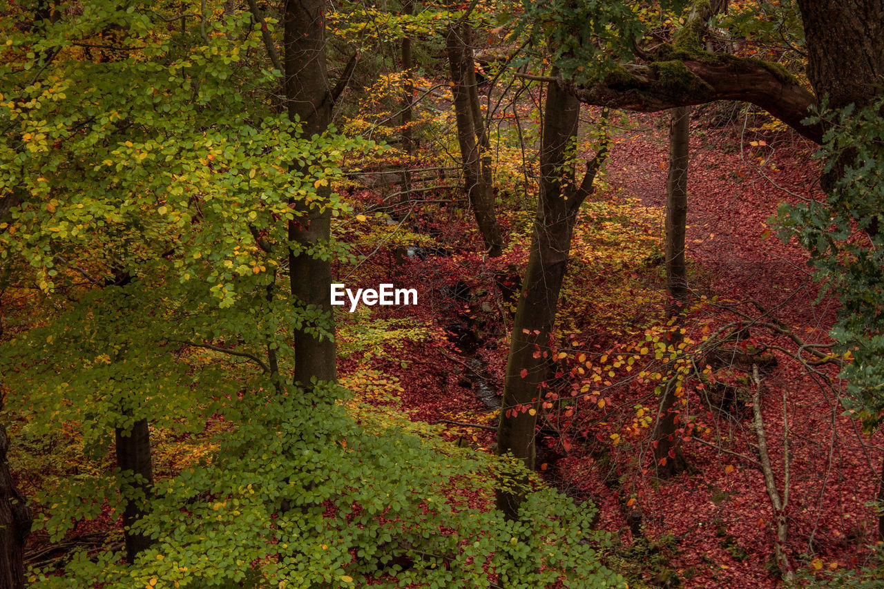 Trees in forest during autumn