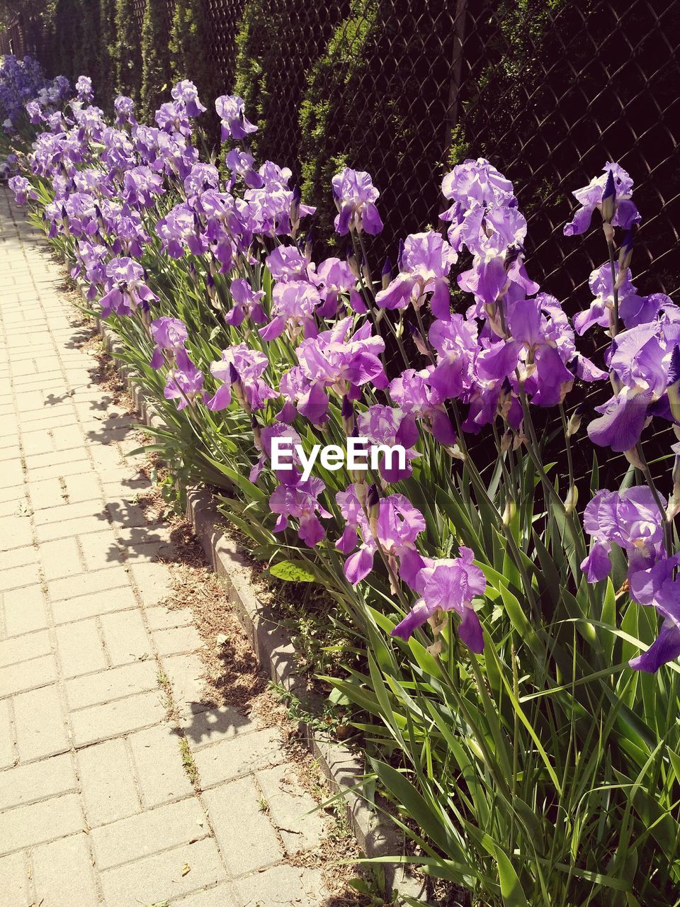 Close-up of purple flowers blooming outdoors