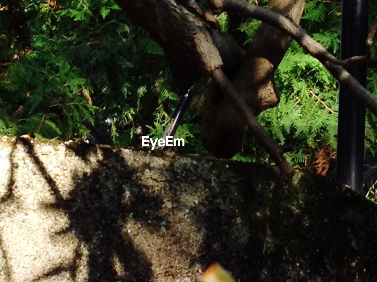 Shadow on retaining wall against trees