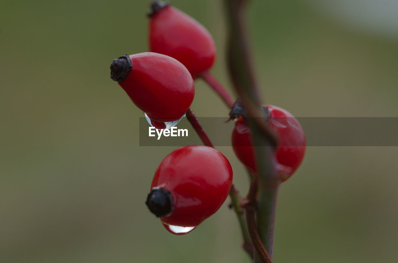 red, food and drink, food, fruit, healthy eating, freshness, plant, close-up, rose hip, macro photography, flower, focus on foreground, growth, nature, no people, blossom, produce, tree, cherry, branch, wellbeing, leaf, plant stem, beauty in nature, day, berry, twig, petal, ripe, outdoors, drop