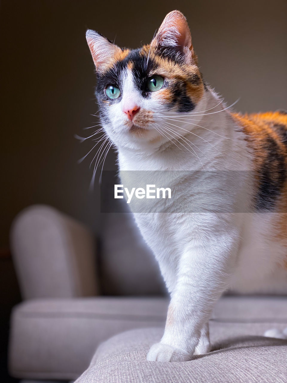 close-up of cat looking away