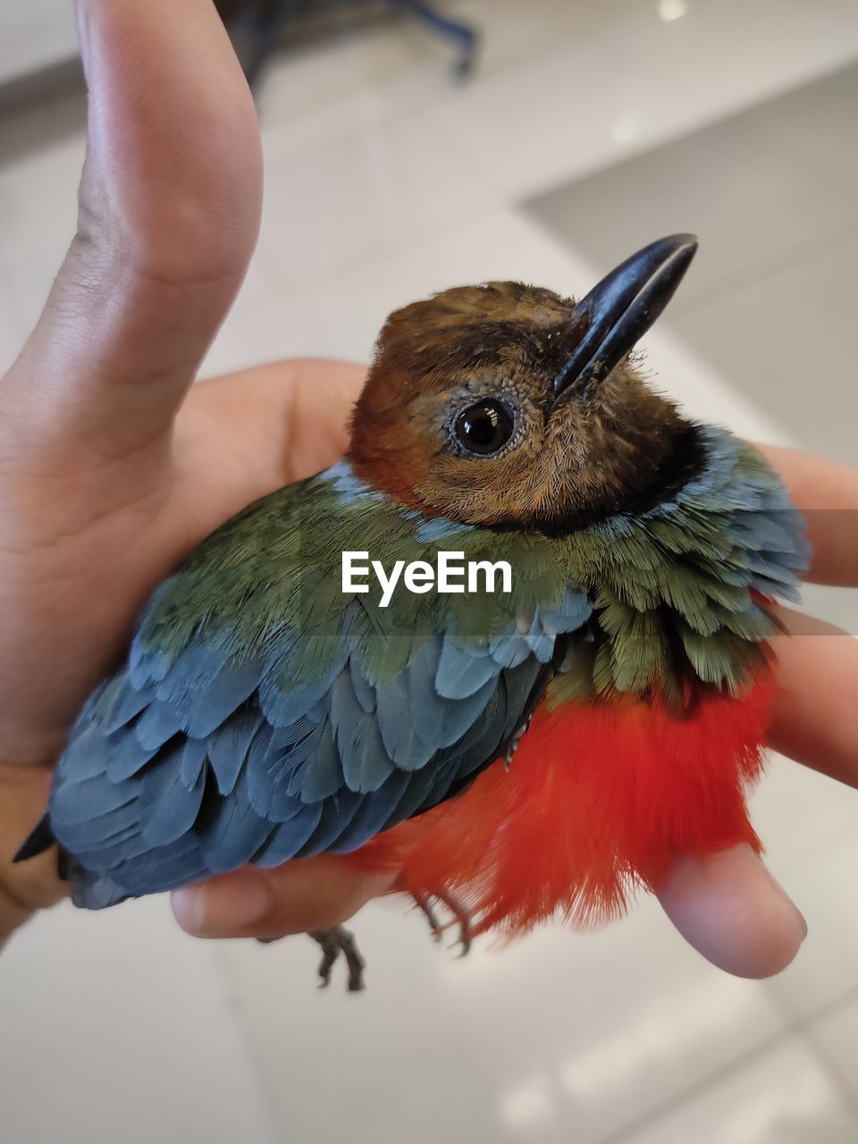 CLOSE-UP OF HUMAN HAND HOLDING BIRD