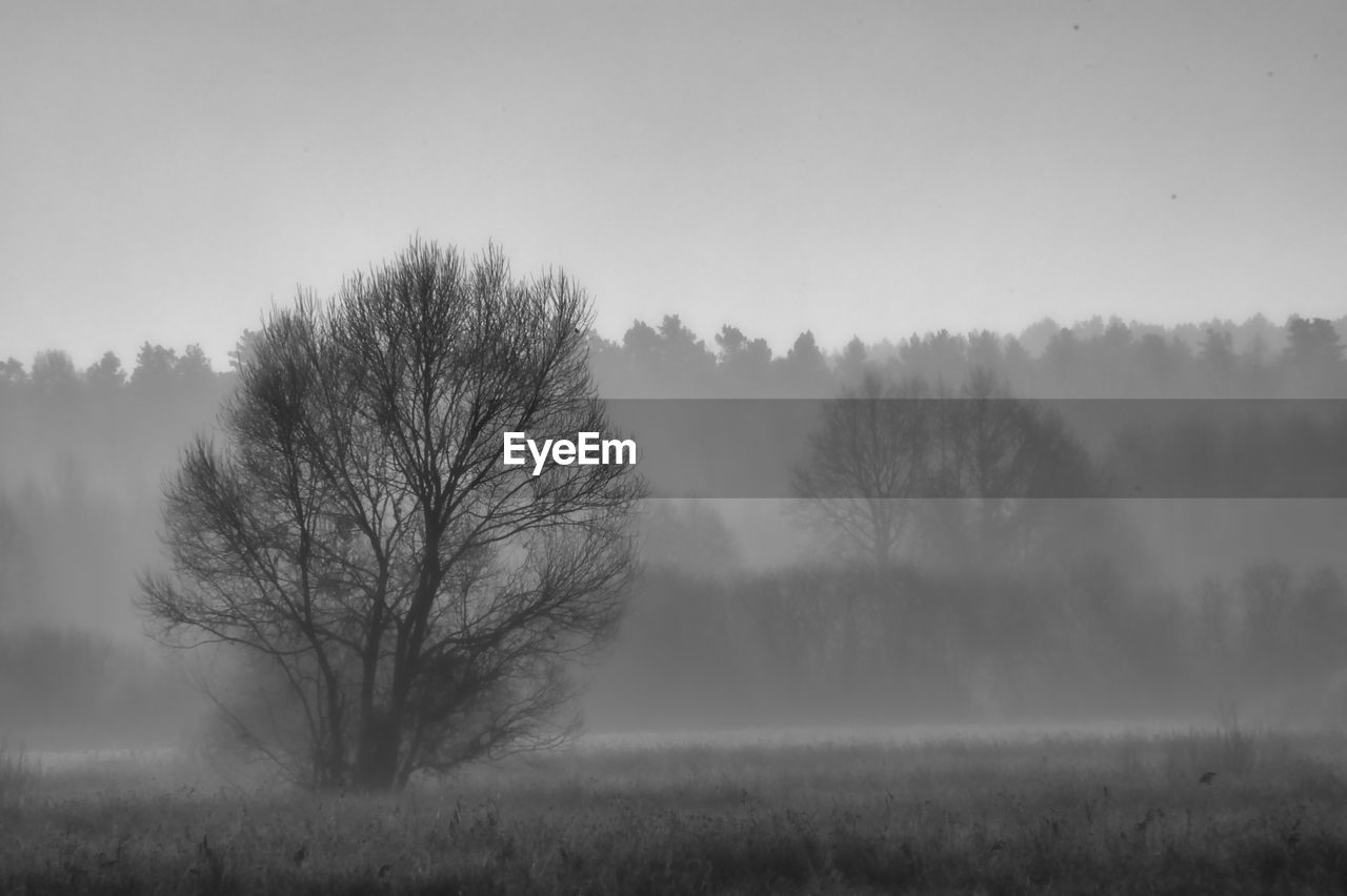 BARE TREES ON LANDSCAPE DURING FOGGY WEATHER