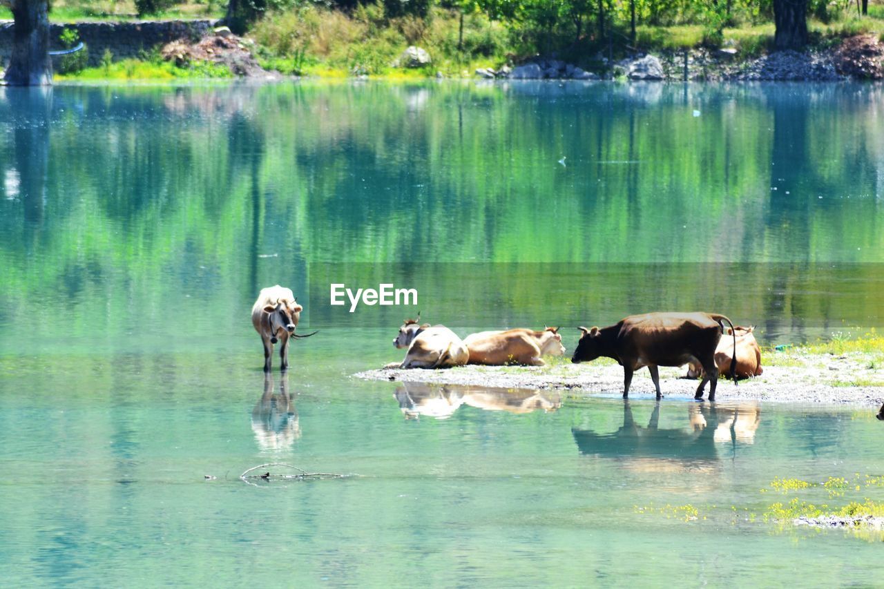 Horses drinking water