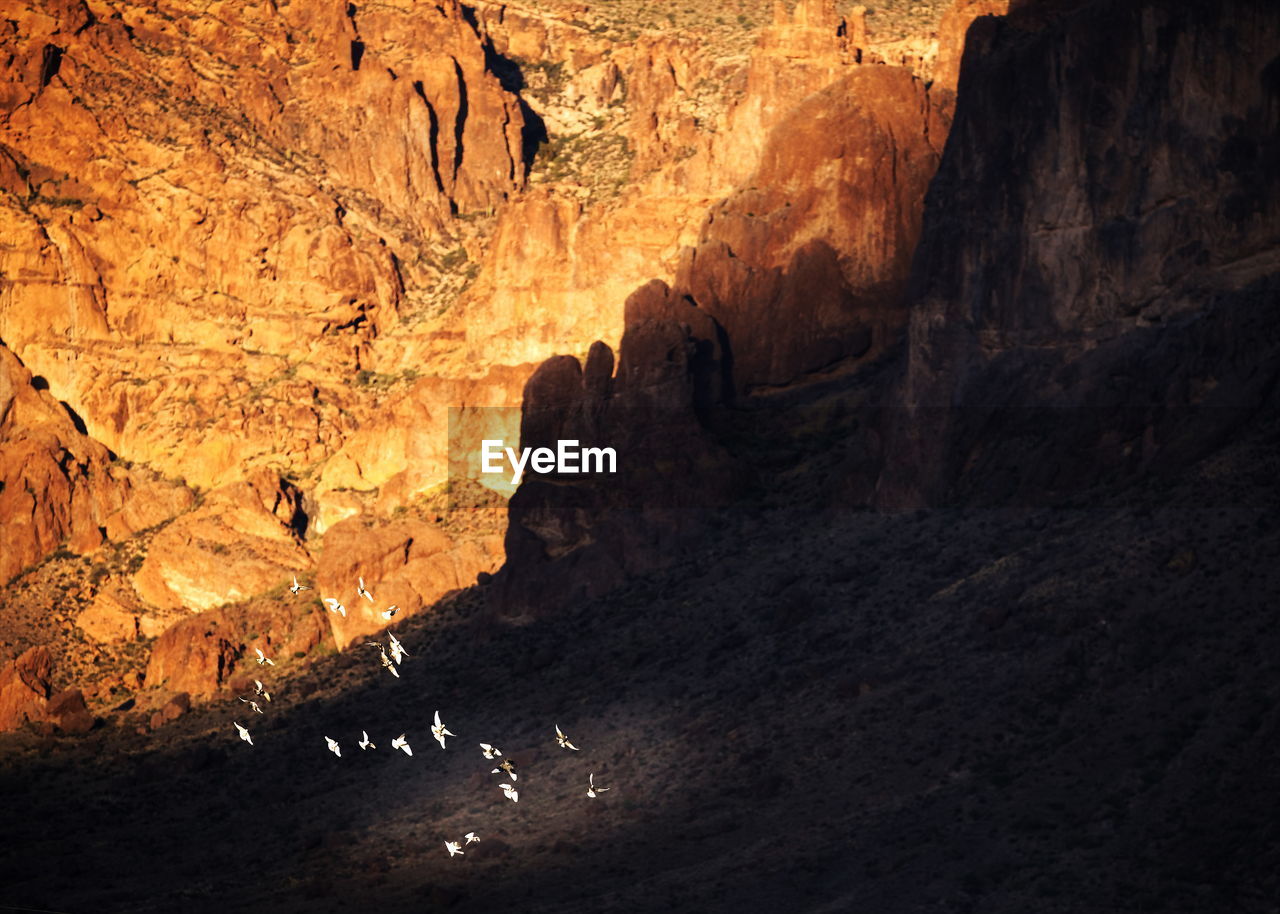 View of birds in cave