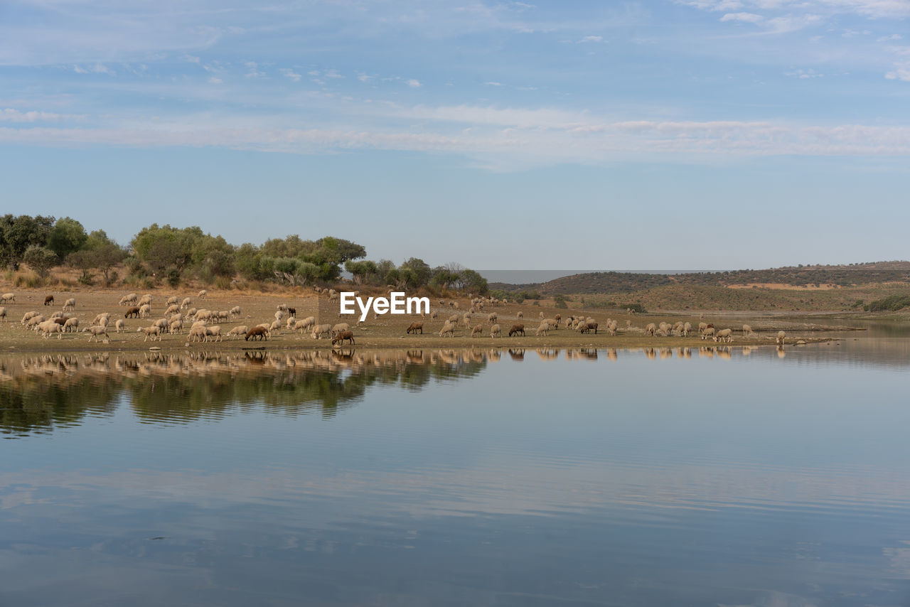 Sheeps on an alentejo dry landscape with dam lake reservoir and reflection in terena, portugal