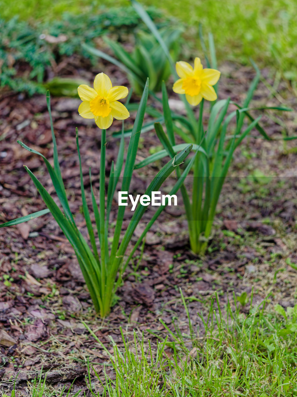 plant, flower, flowering plant, beauty in nature, freshness, nature, growth, yellow, fragility, close-up, flower head, green, no people, grass, field, land, petal, inflorescence, prairie, outdoors, springtime, plant part, day, blossom, botany, leaf, daffodil, focus on foreground, wildflower