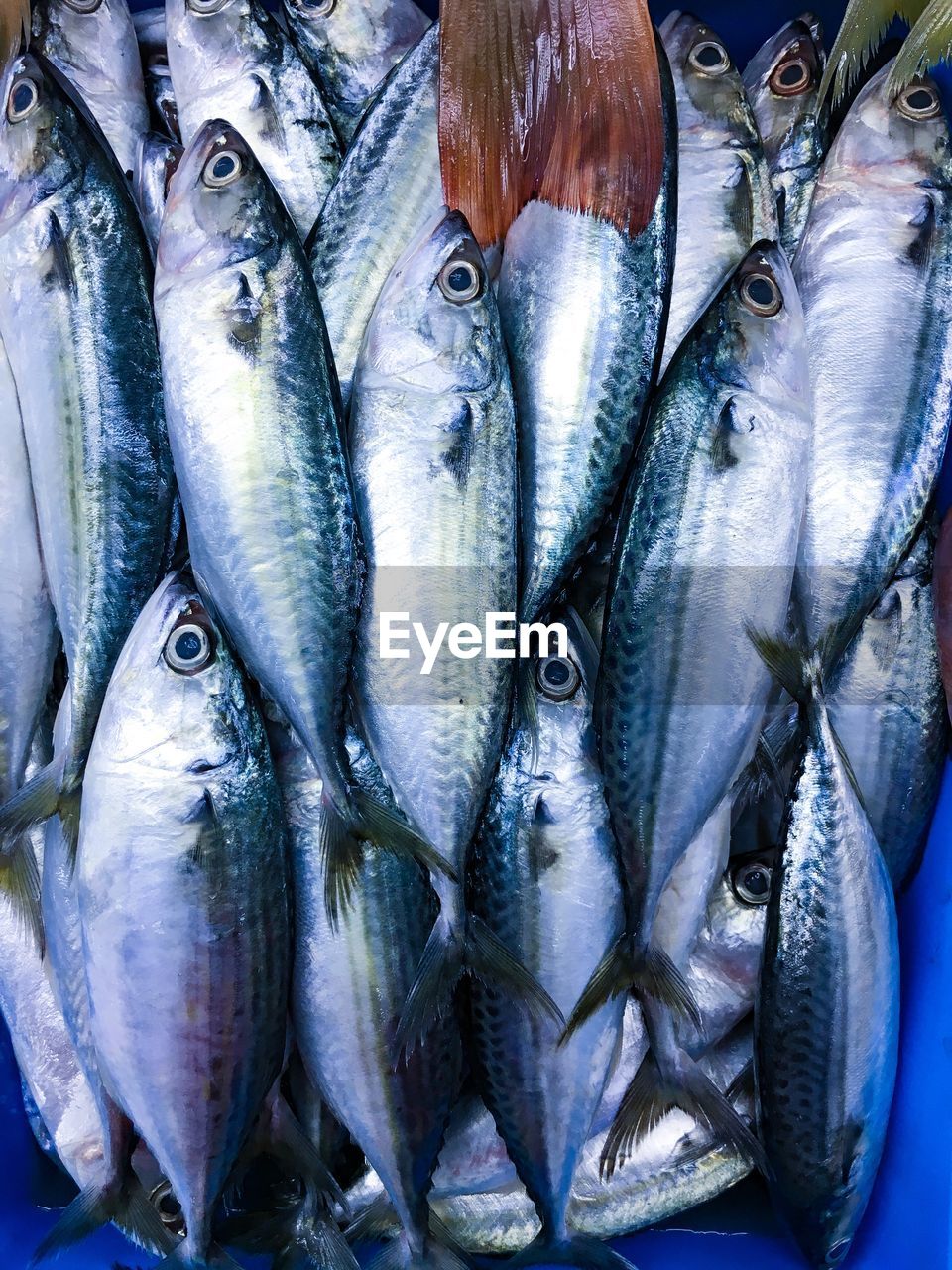 CLOSE-UP OF FISH FOR SALE AT MARKET