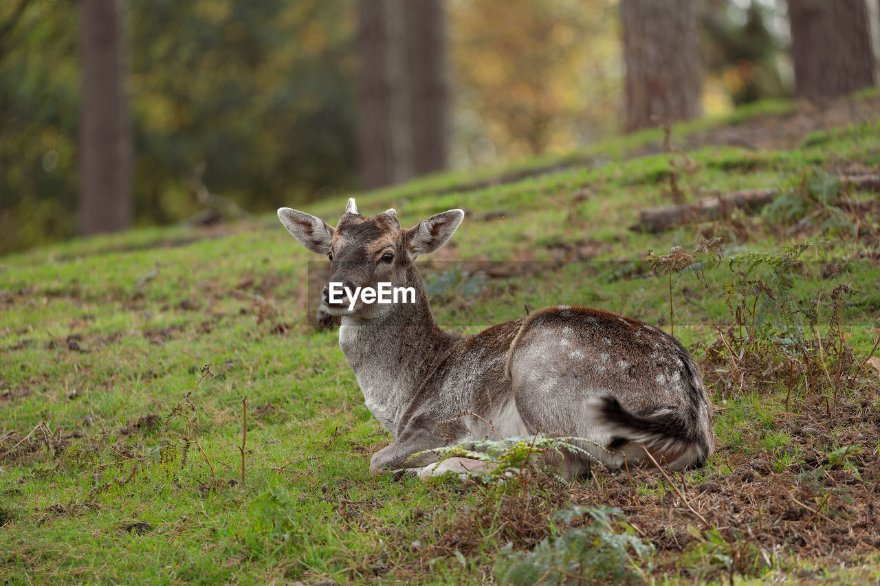 portrait of deer standing on field