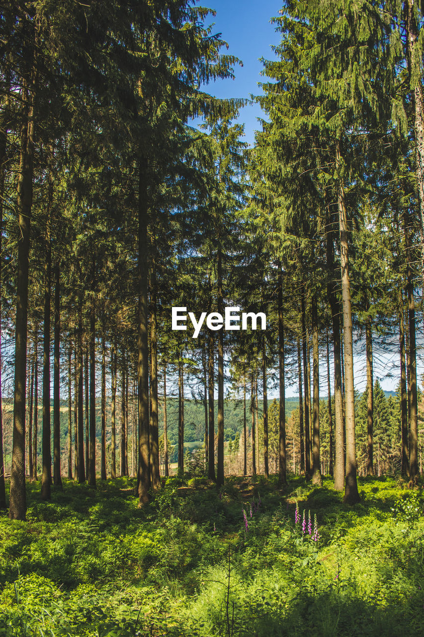 TREES GROWING IN FOREST