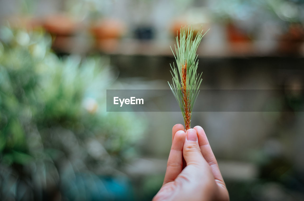 hand, flower, one person, holding, grass, plant, tree, leaf, green, nature, focus on foreground, close-up, growth, adult, agriculture, day, outdoors, food and drink, women, food, branch, lifestyles, freshness