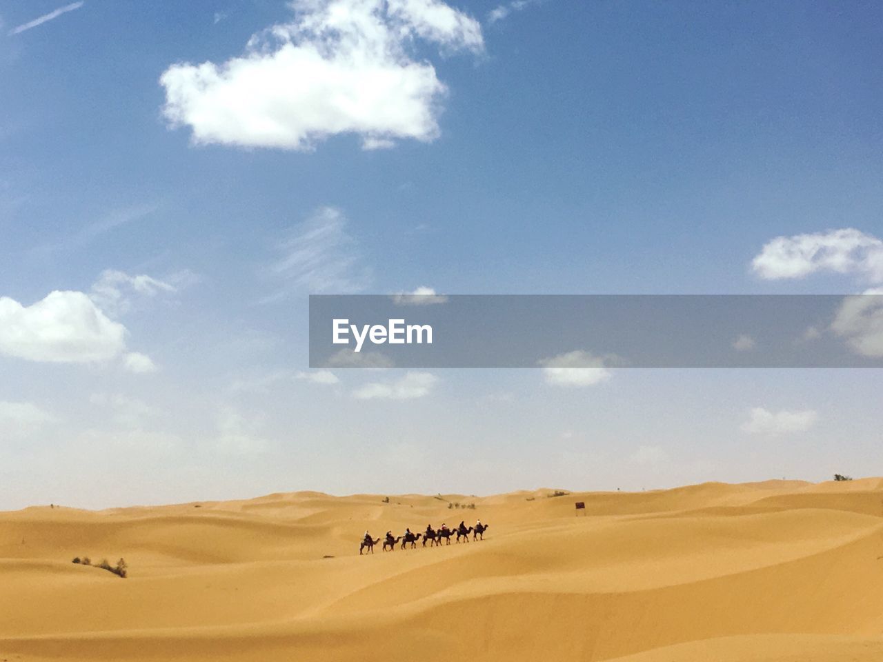 Camels walking on sand in desert against sky during sunny day