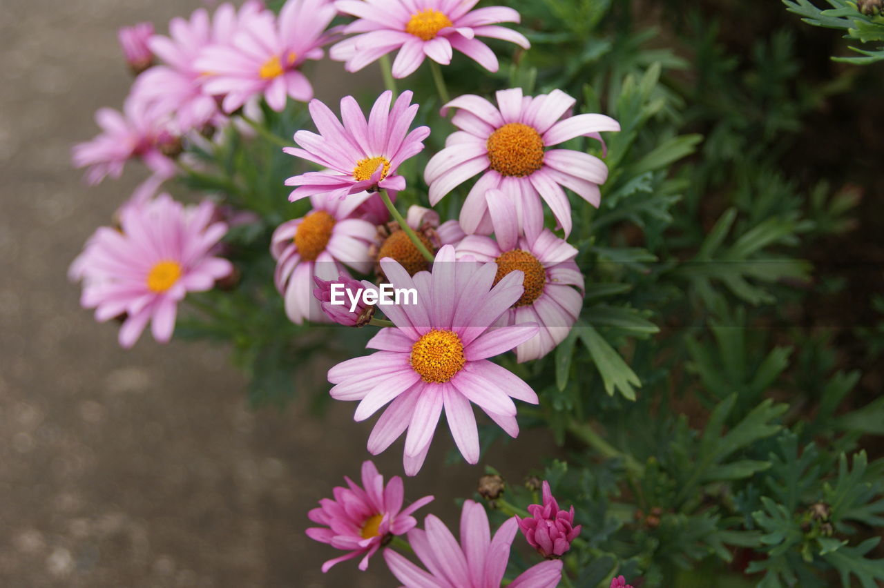 Close-up of pink flowering plants