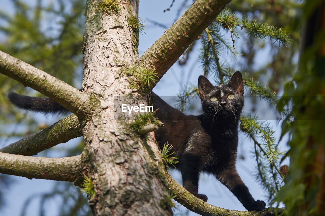 LOW ANGLE VIEW OF A CAT SITTING ON TREE