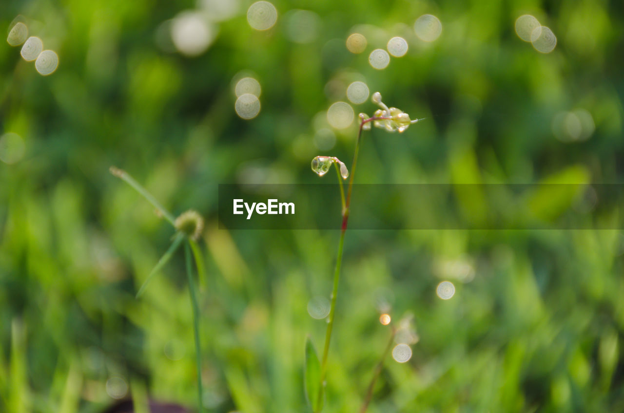 CLOSE-UP OF WATER DROPS ON PLANT