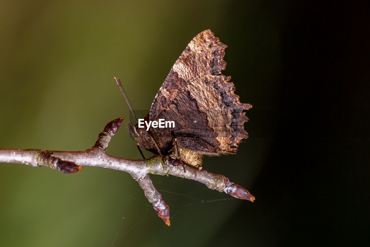 CLOSE-UP OF BUTTERFLY ON A FLOWER