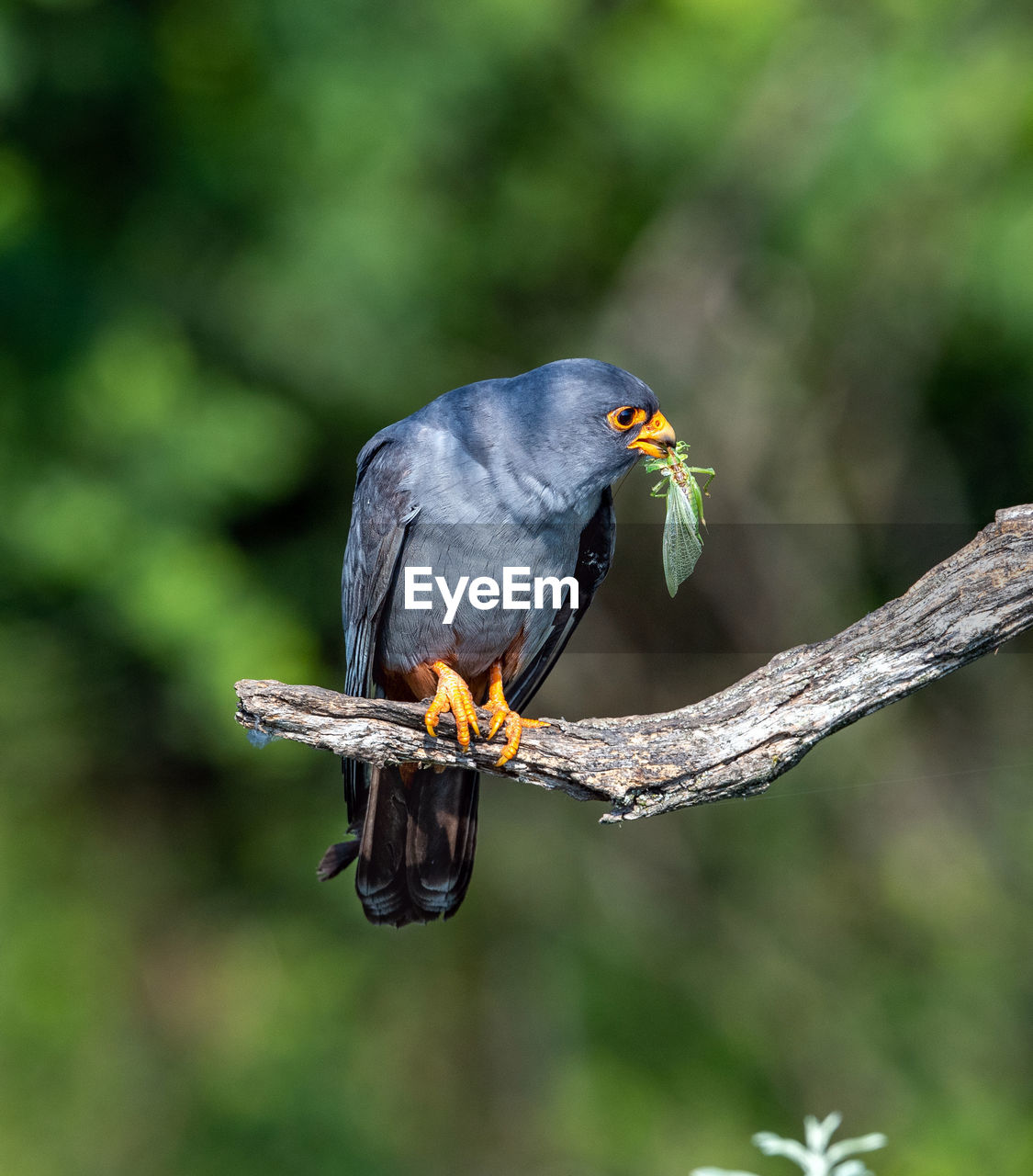 BIRD PERCHING ON A BRANCH