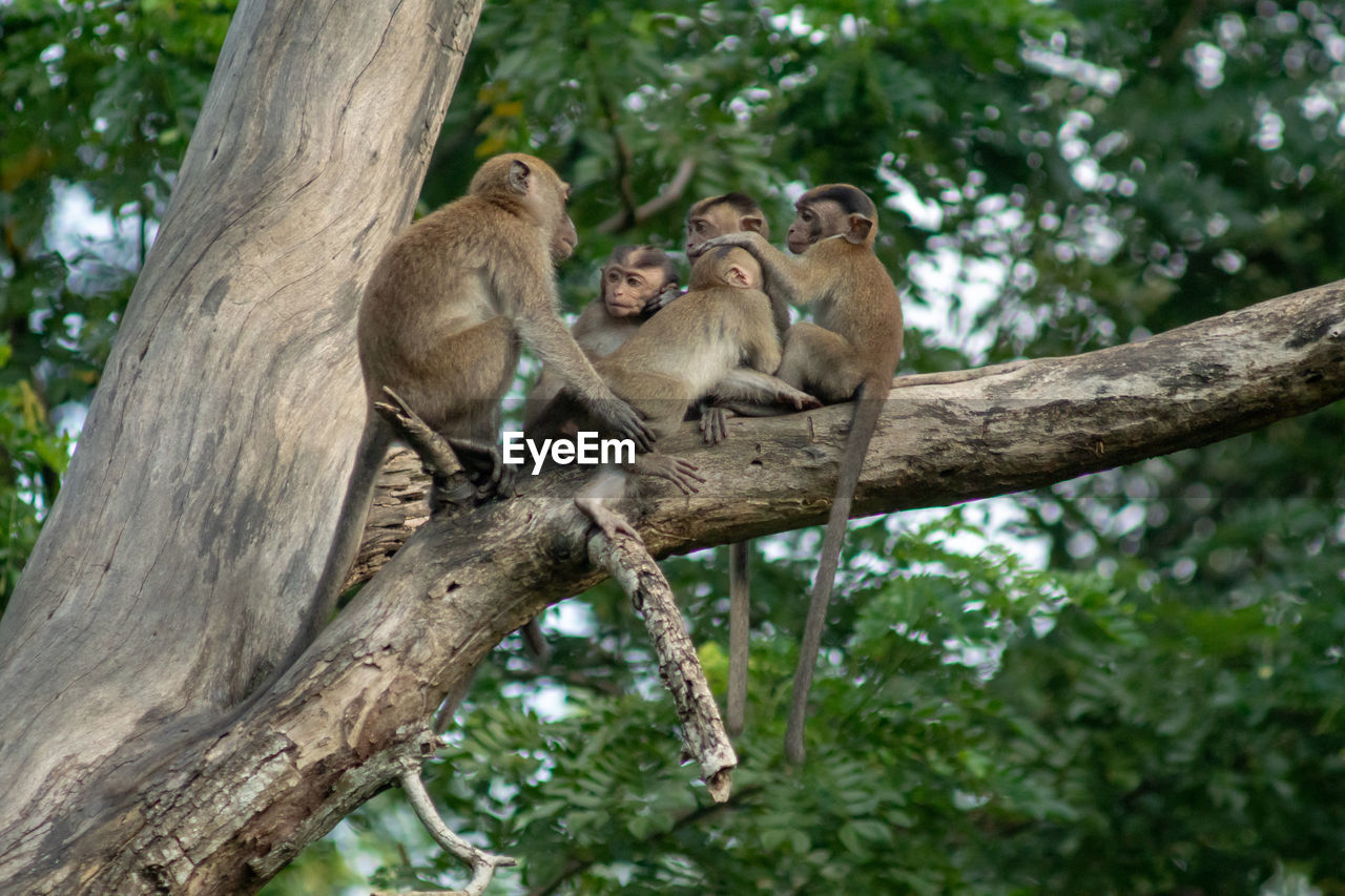 tree, animal, animal themes, animal wildlife, plant, wildlife, mammal, group of animals, branch, nature, primate, two animals, sitting, young animal, monkey, no people, jungle, zoo, forest, outdoors, togetherness, animal family, relaxation, low angle view, rainforest, day, tree trunk, love