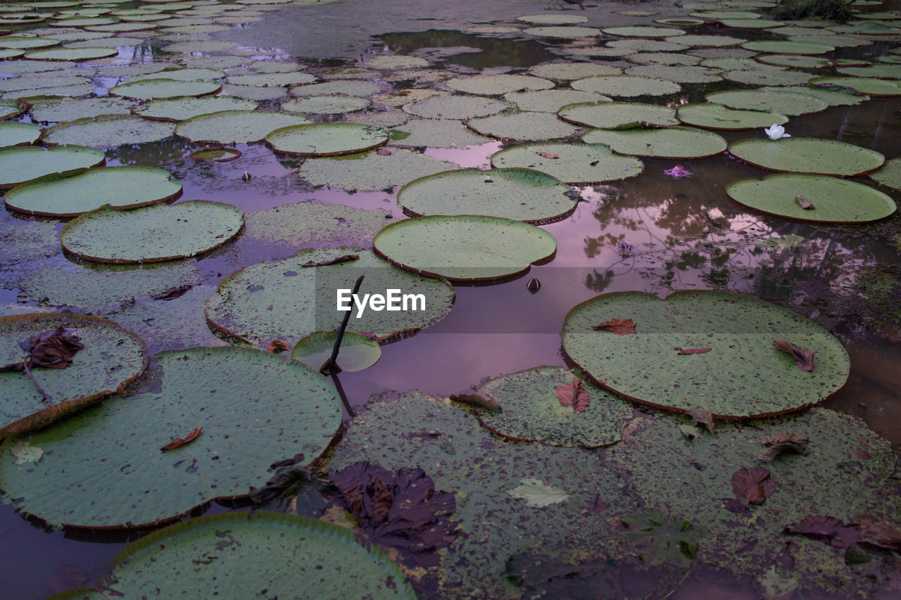 High angle view of lilypads in pond