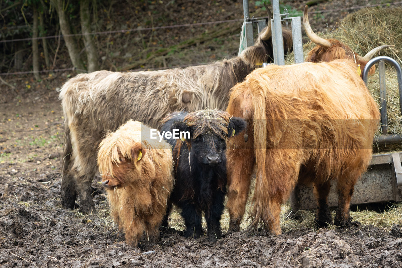 Galloway cattle standing in a field