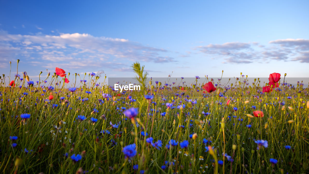 Flowers growing in field against blue sky